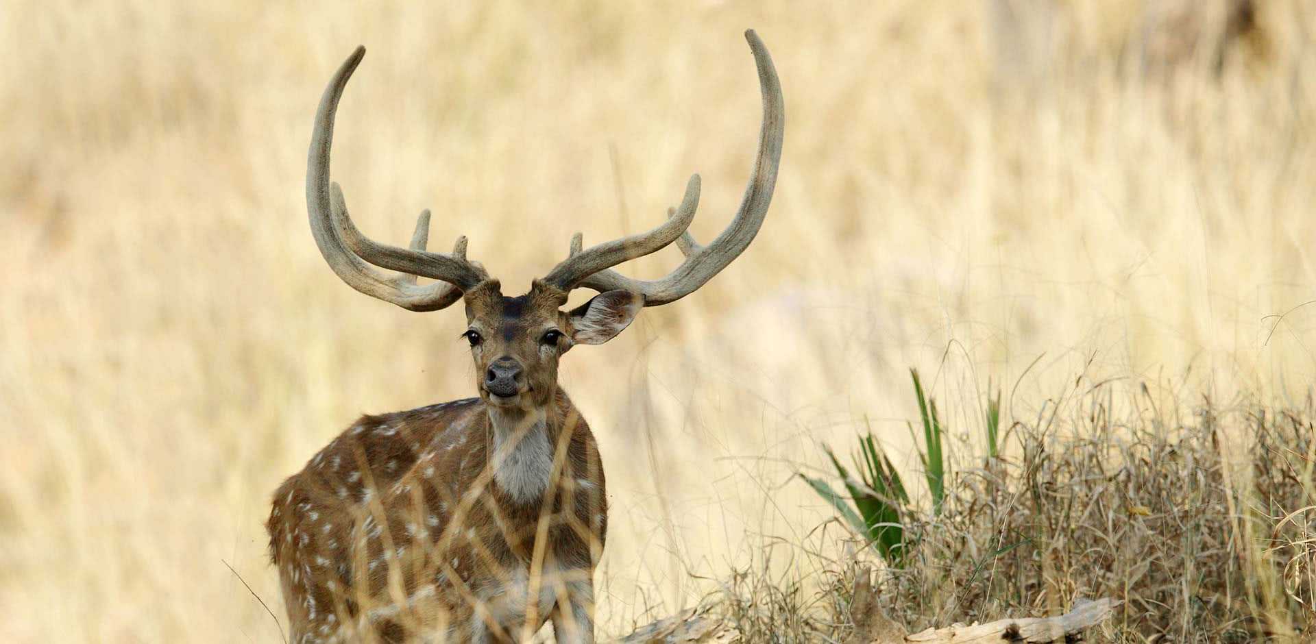 Pench National Park