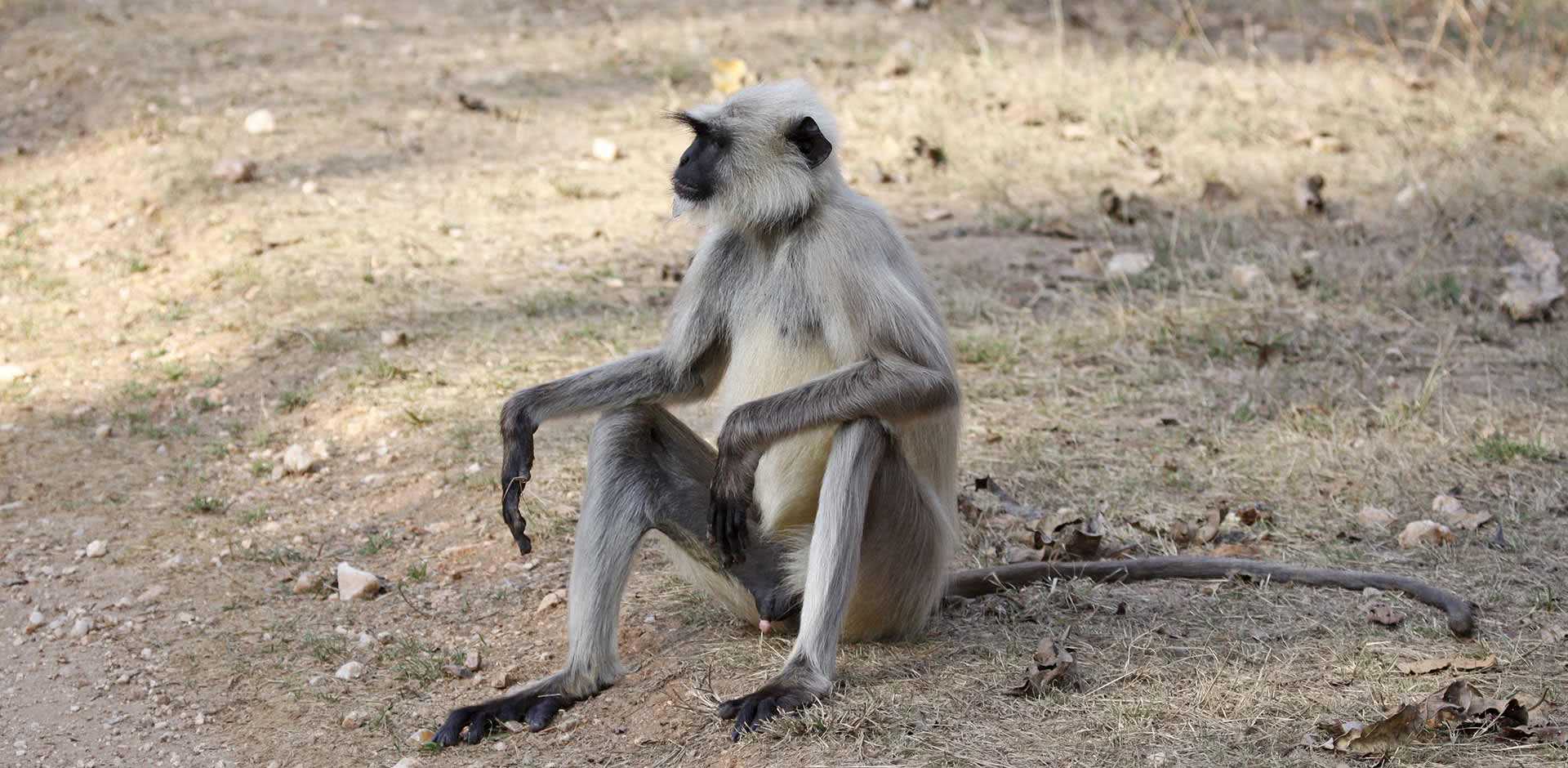 Pench National Park