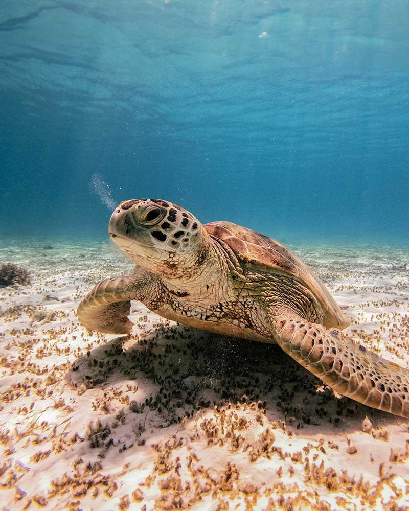 Snorkeling-with-turtles.jpg
