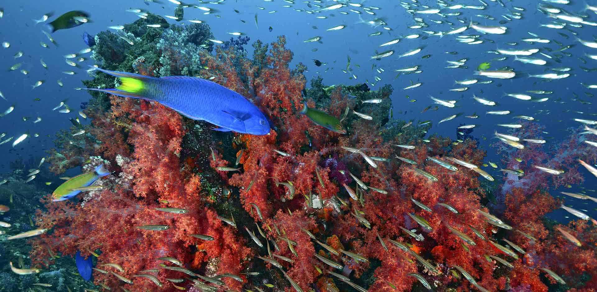 Similan Islands