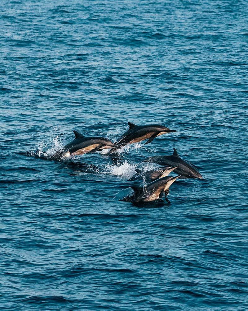 Dolphin-1.jpg