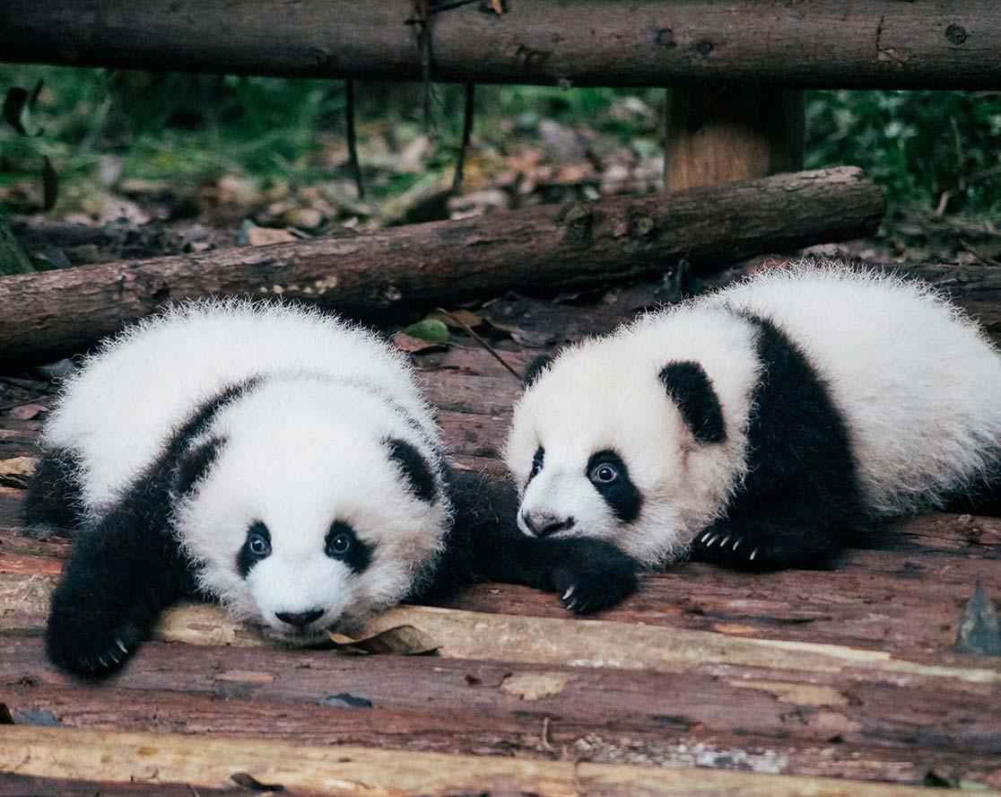 Chengdu-1.jpg