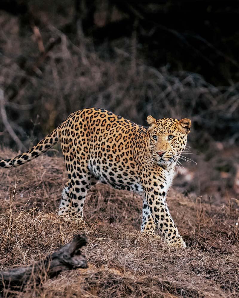 Dawn-Safari.jpg