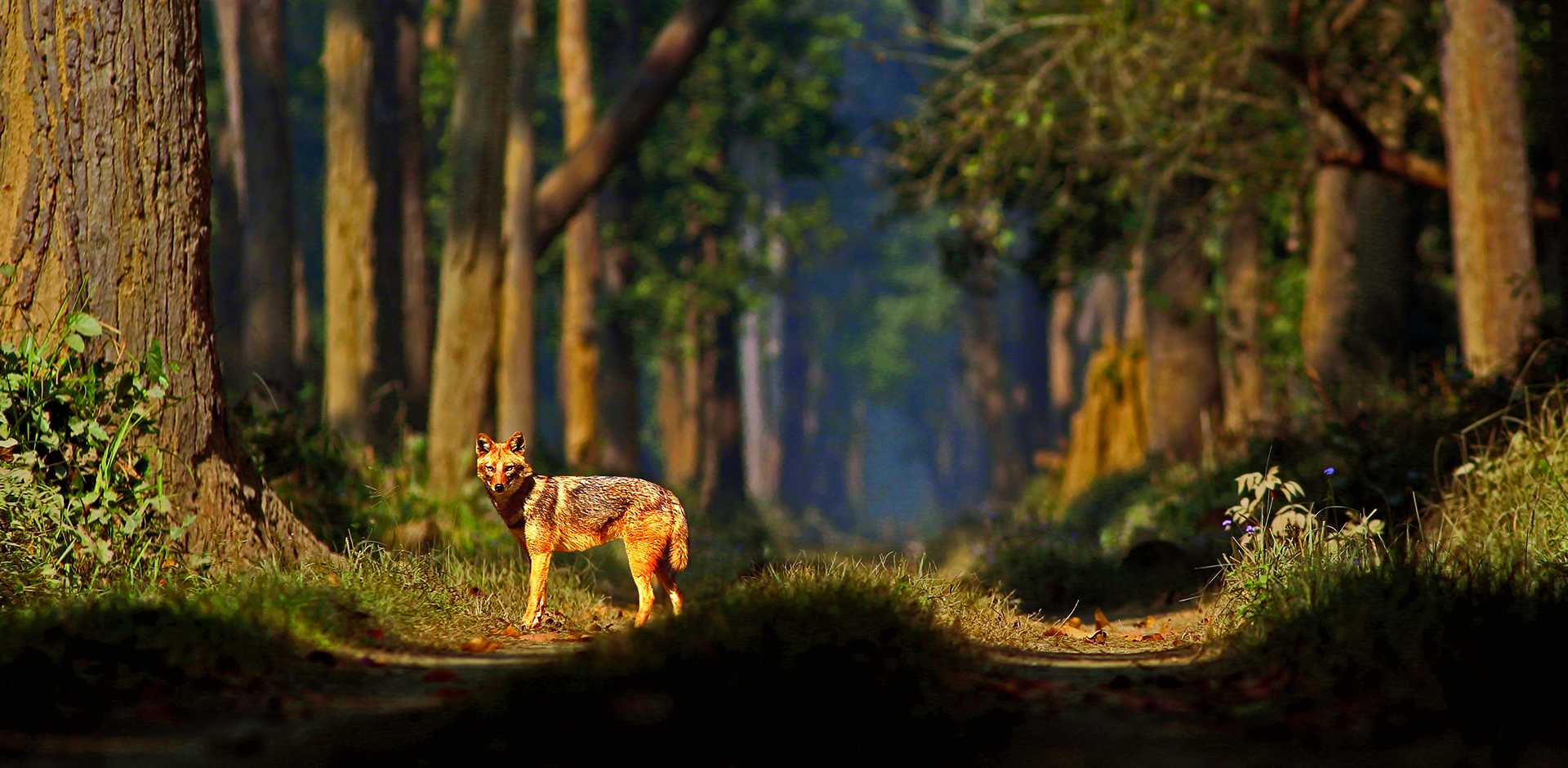 Jaagir Lodge
