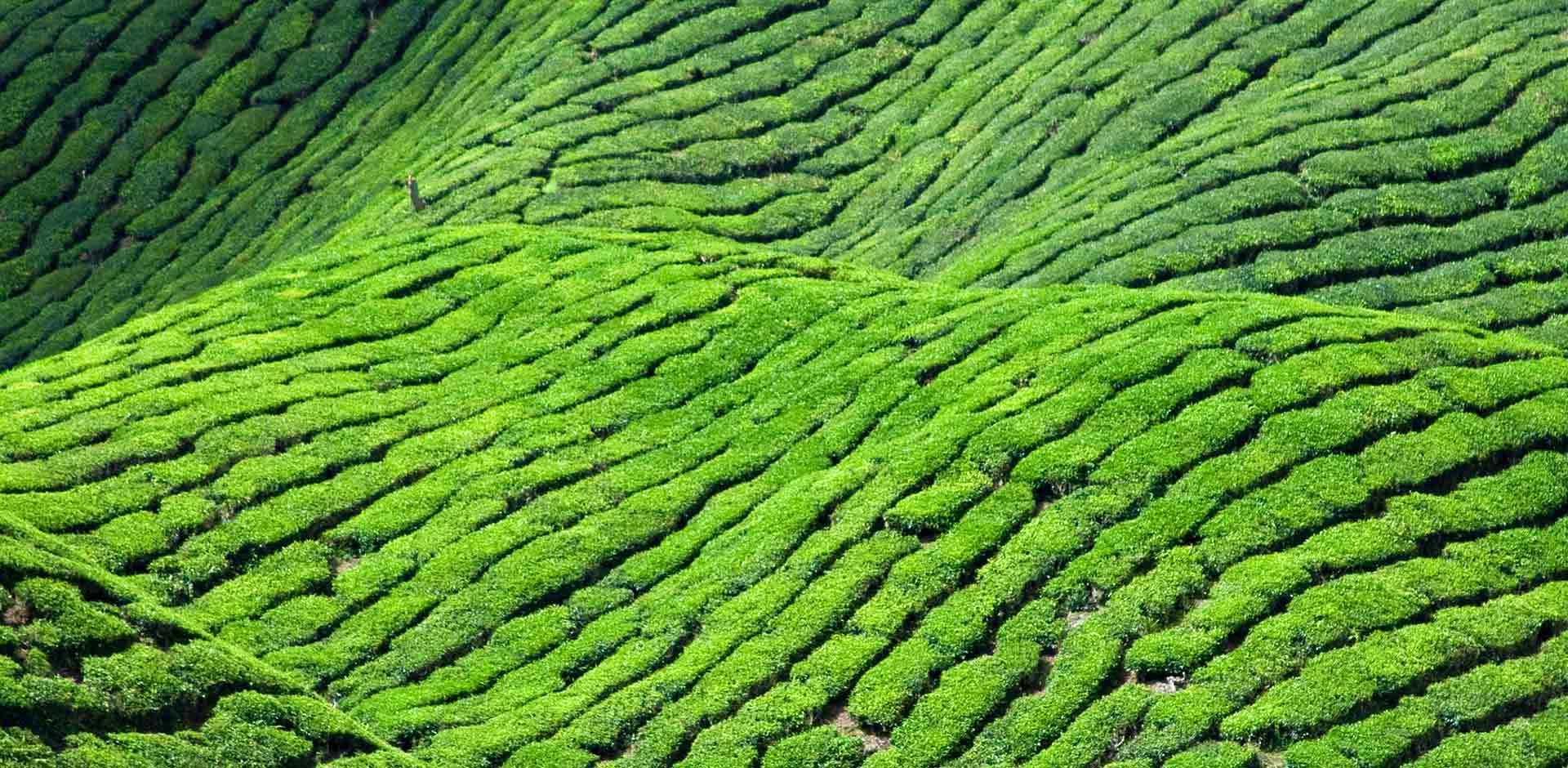 Cameron Highlands