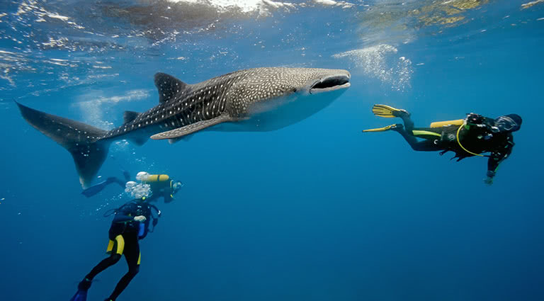 Diving