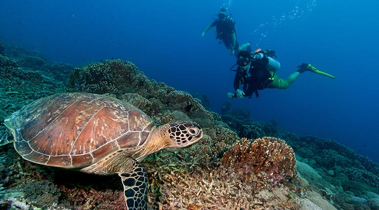 Diving