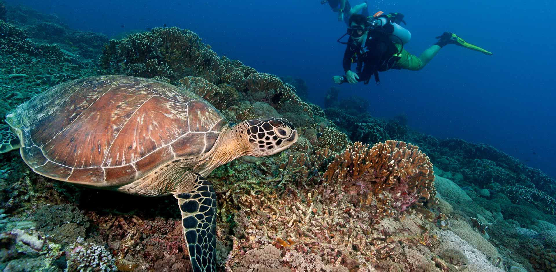 Diving