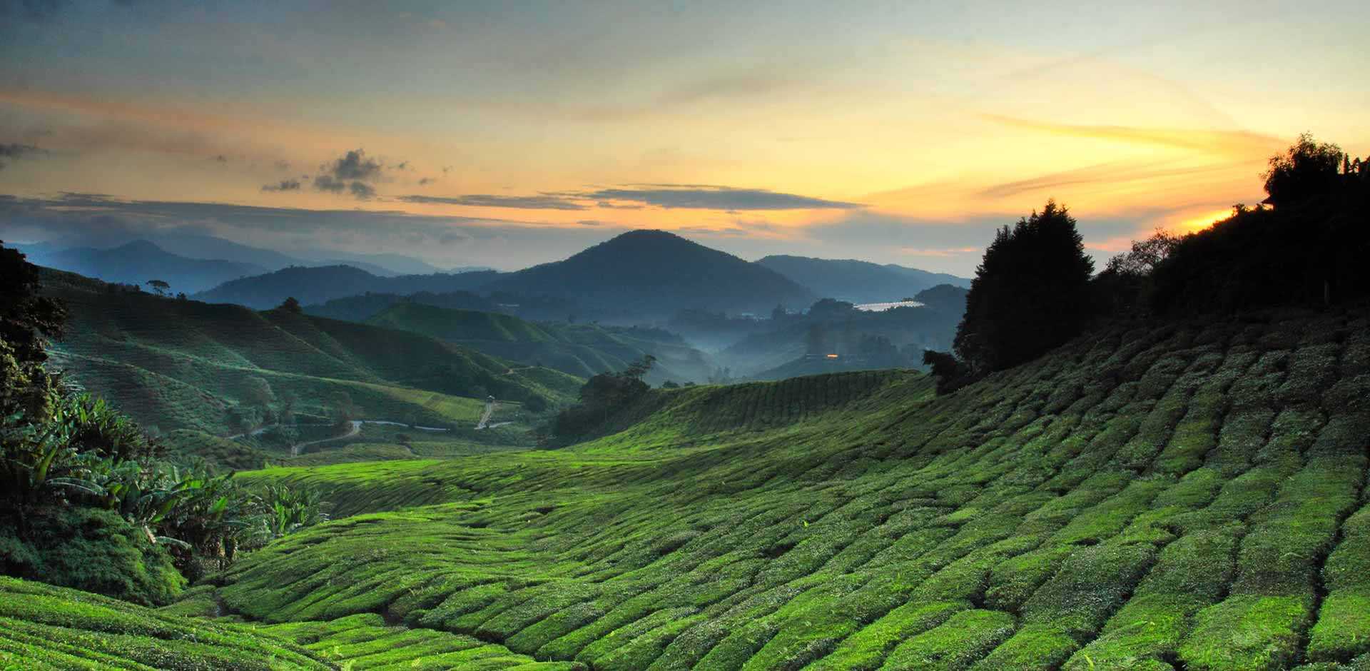 Cameron Highlands