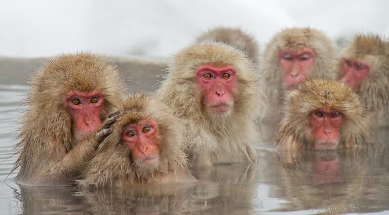 Wildlife