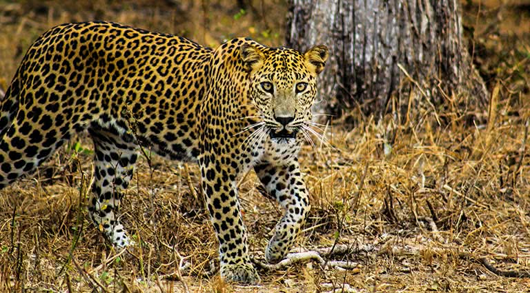 Wildlife