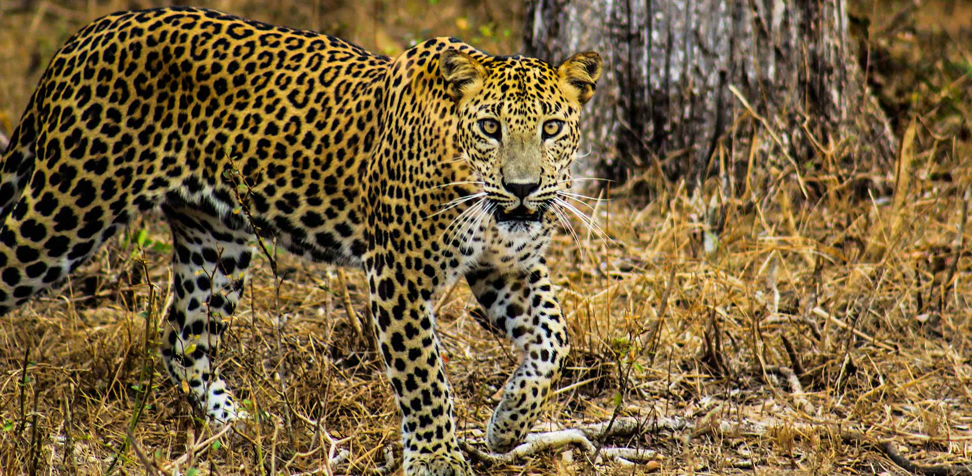 Wildlife