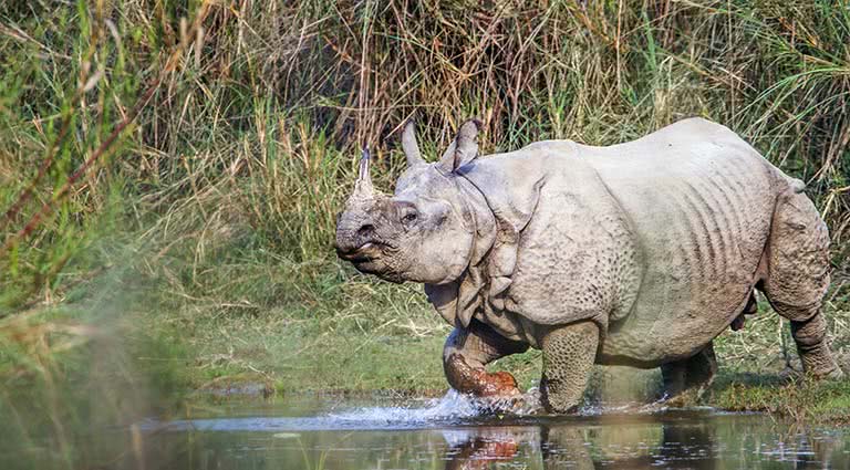 Wildlife