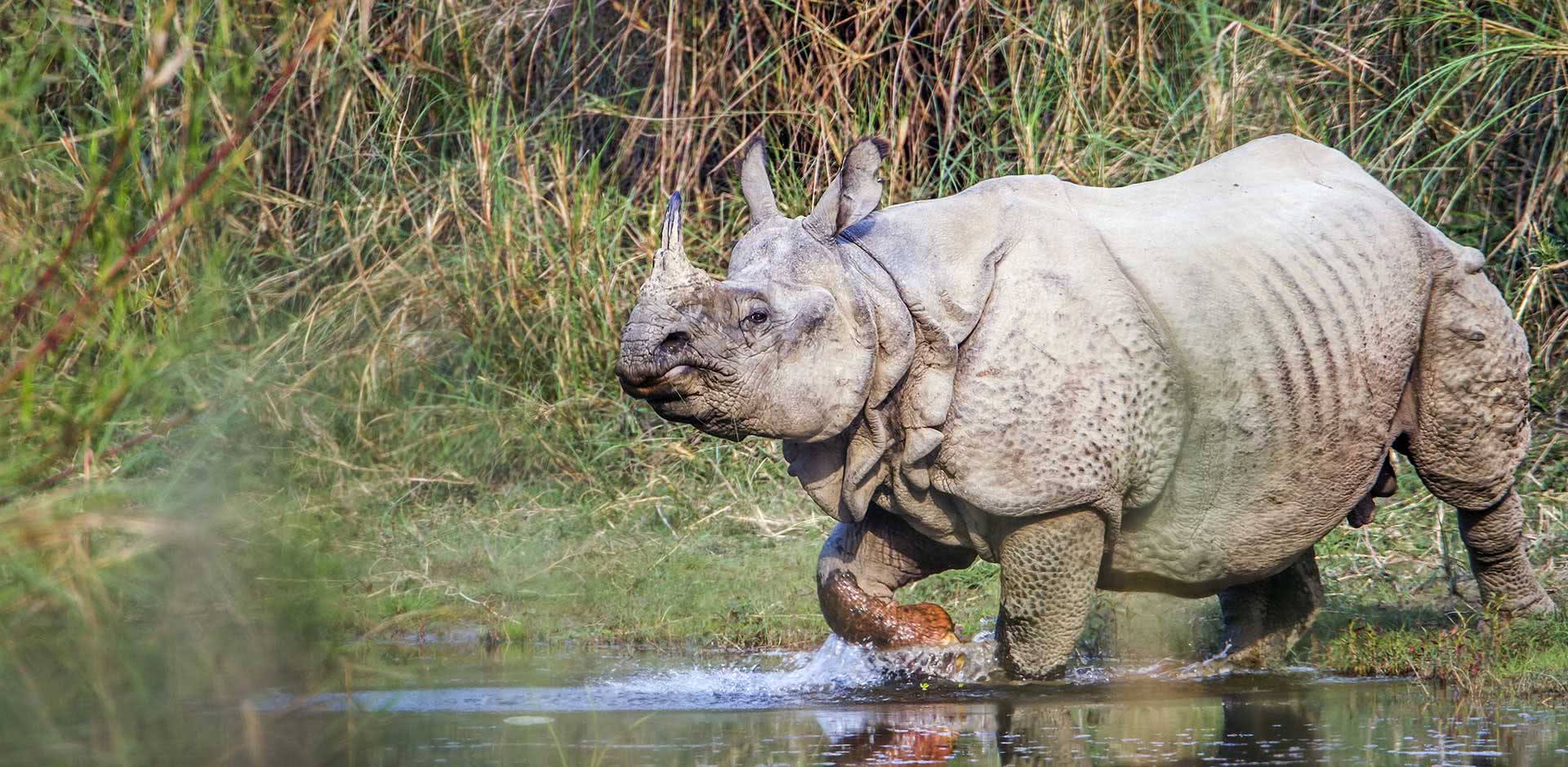Wildlife
