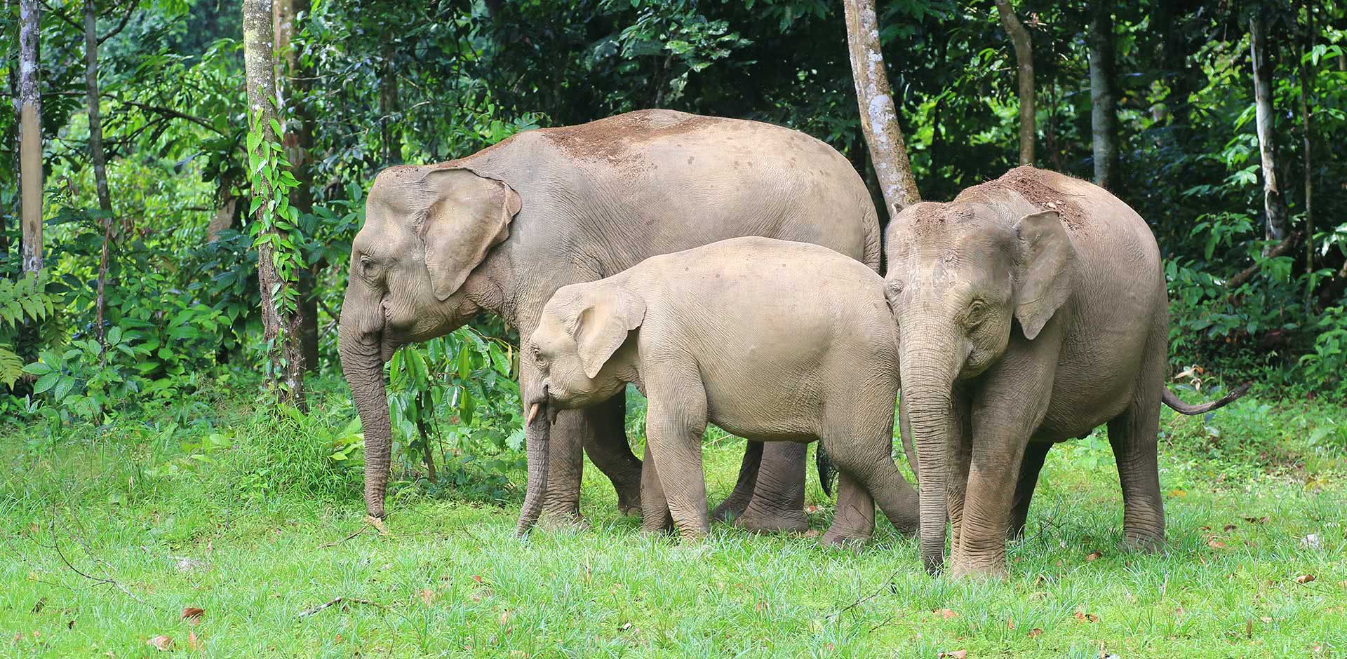Wildlife