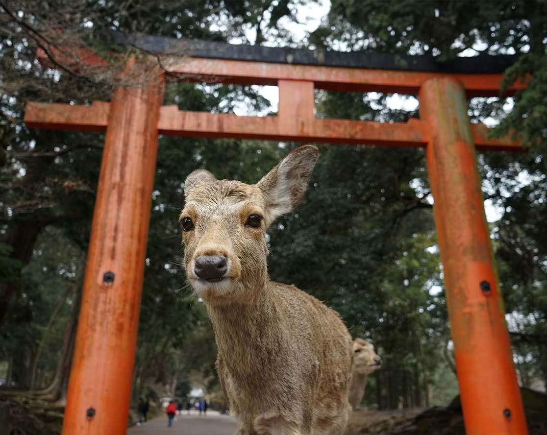 Day1-Nara.jpg
