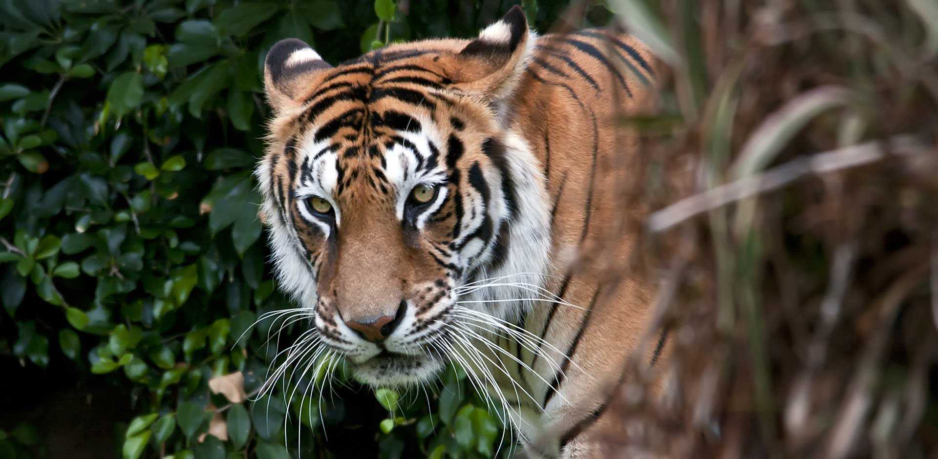 The Sundarbans