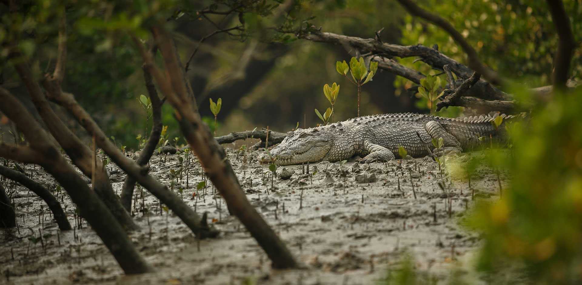 The Sundarbans