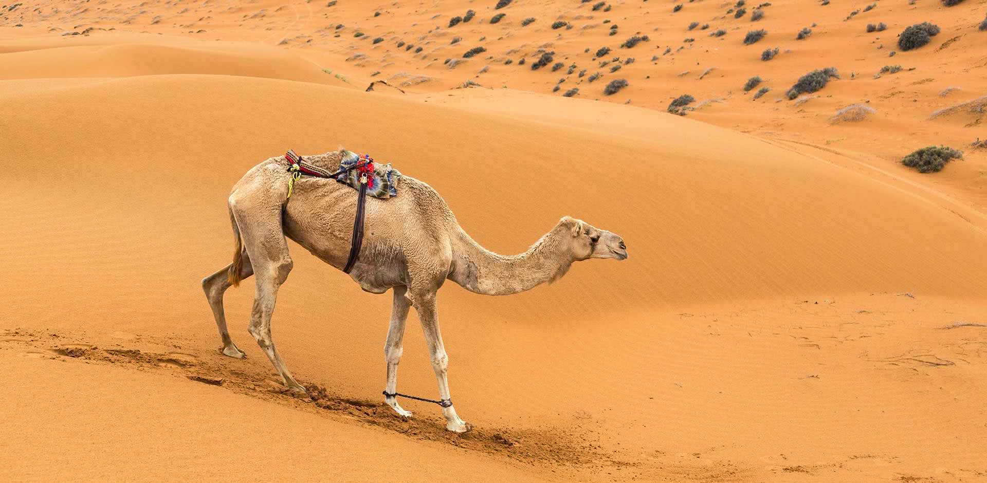 Wahiba Sands
