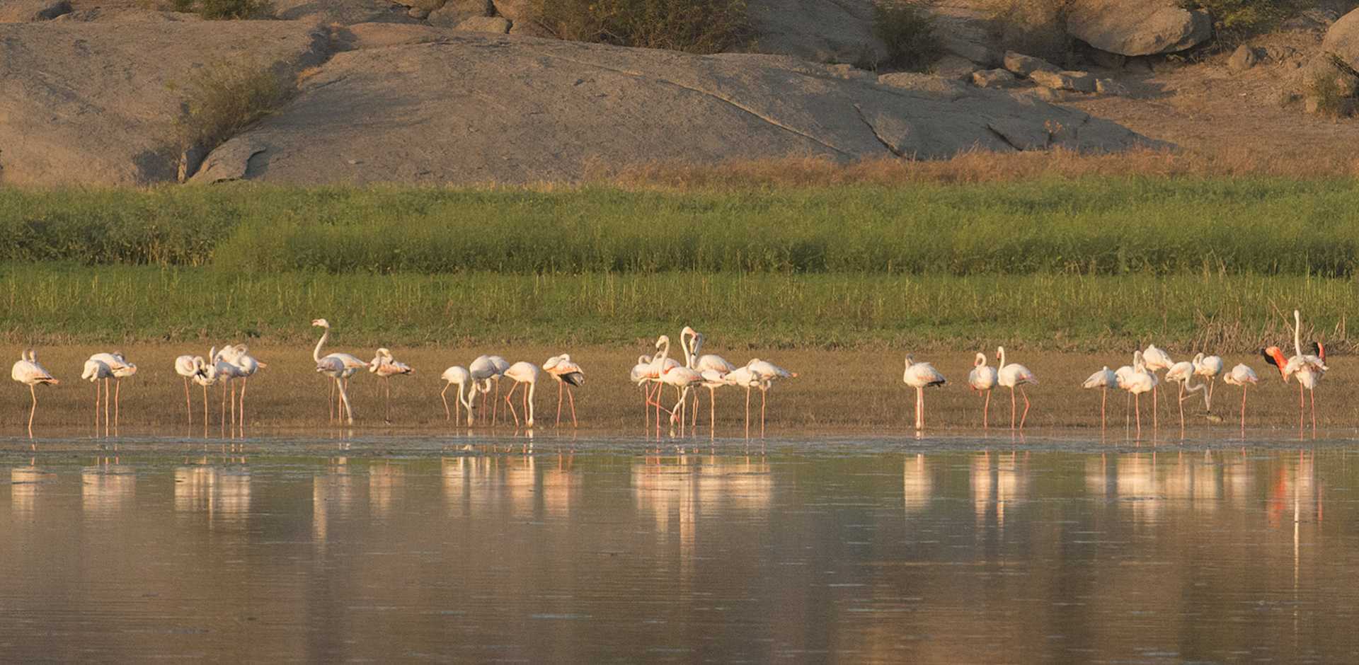 Jawai