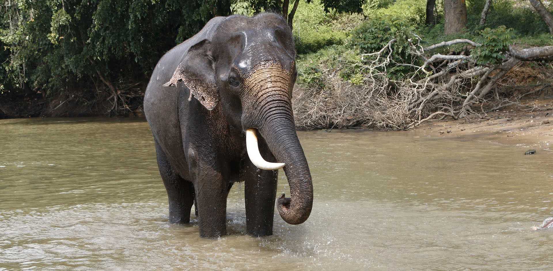 Coorg