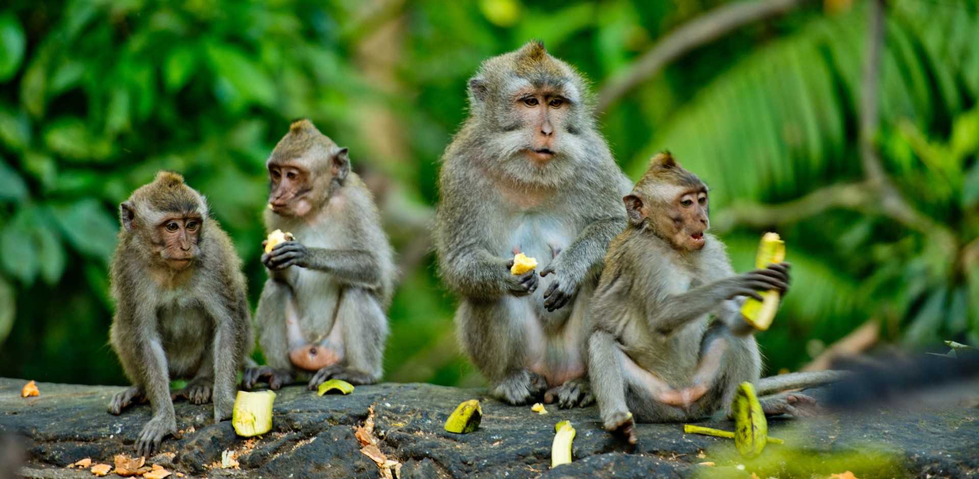 Ubud