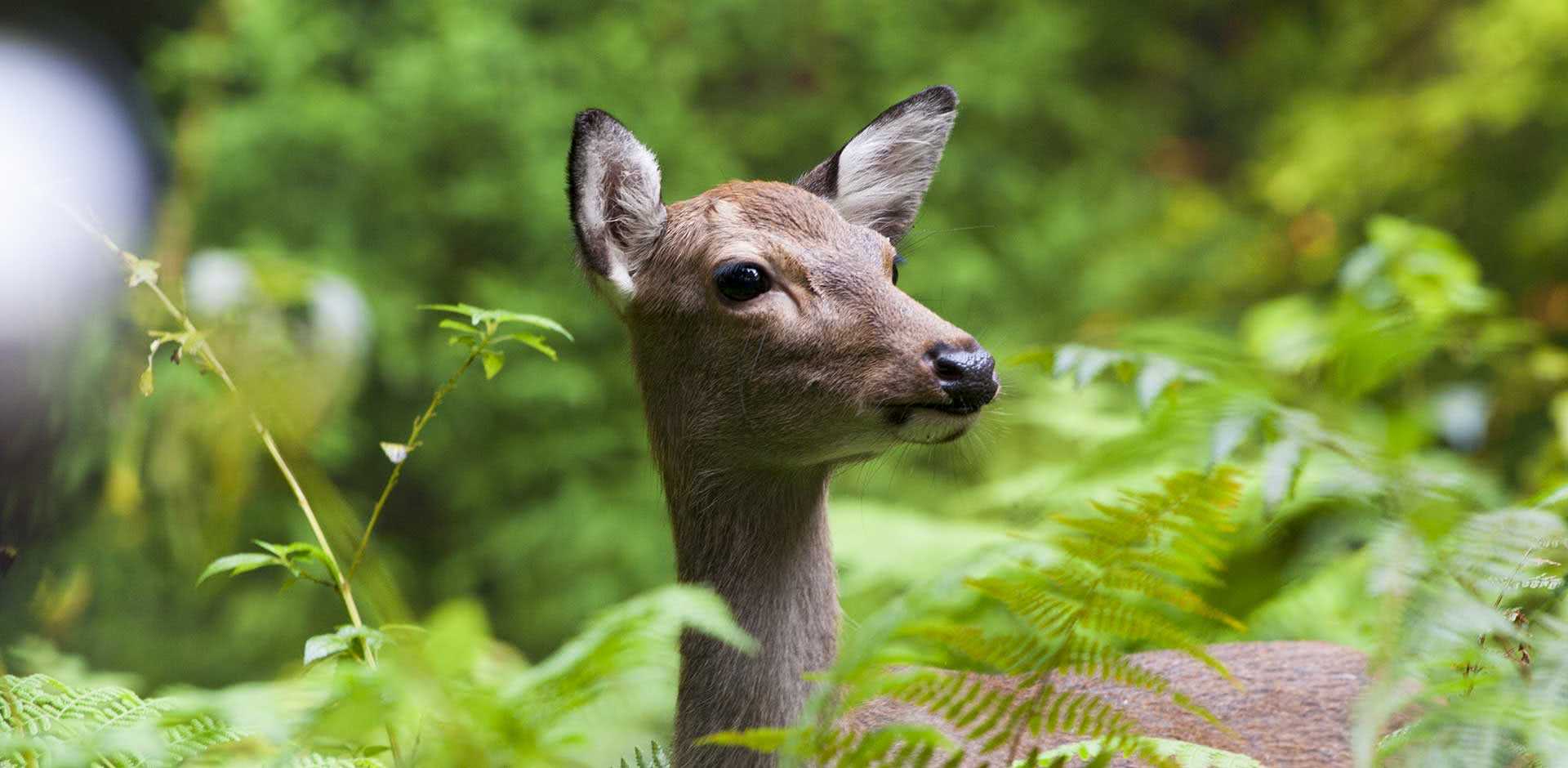 Yakushima Island