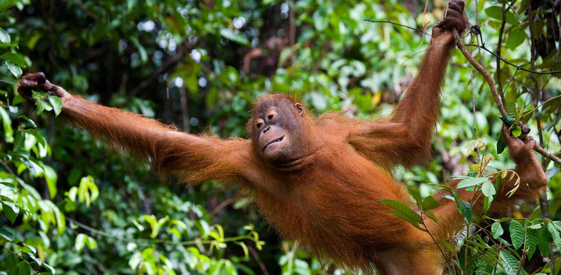 Kalimantan