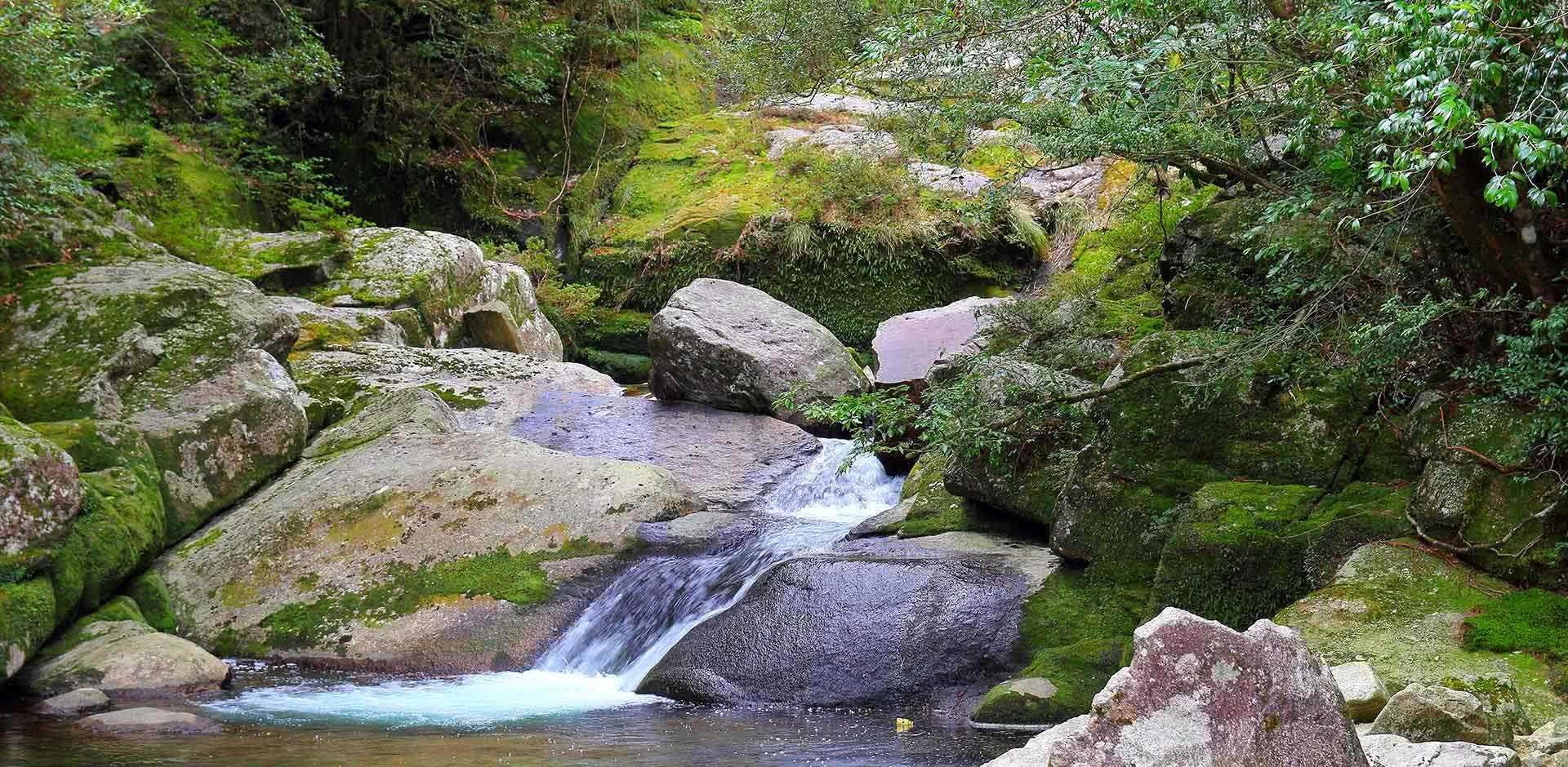 Yakushima Island