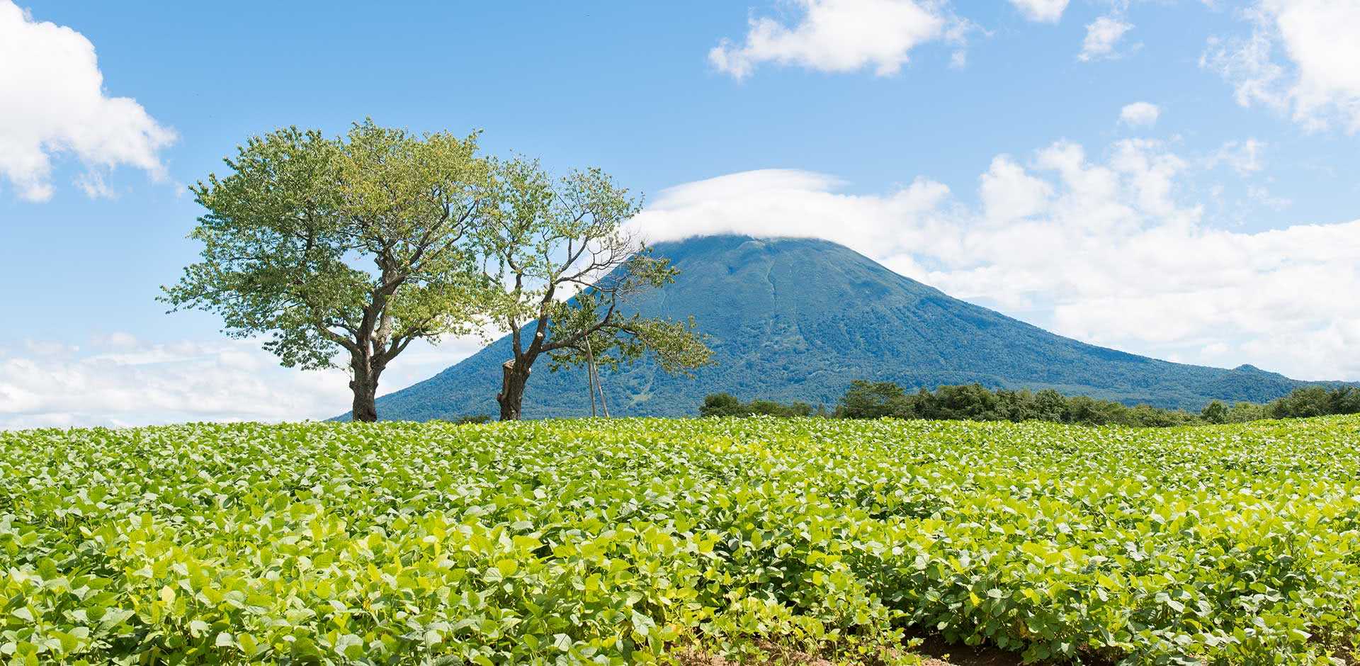 Niseko