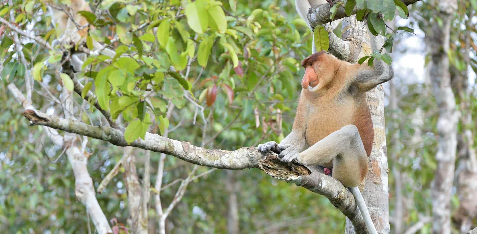 Kalimantan