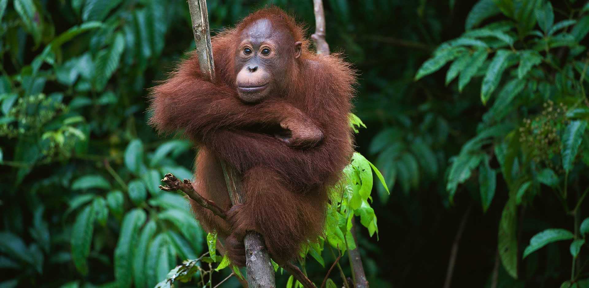 Kalimantan