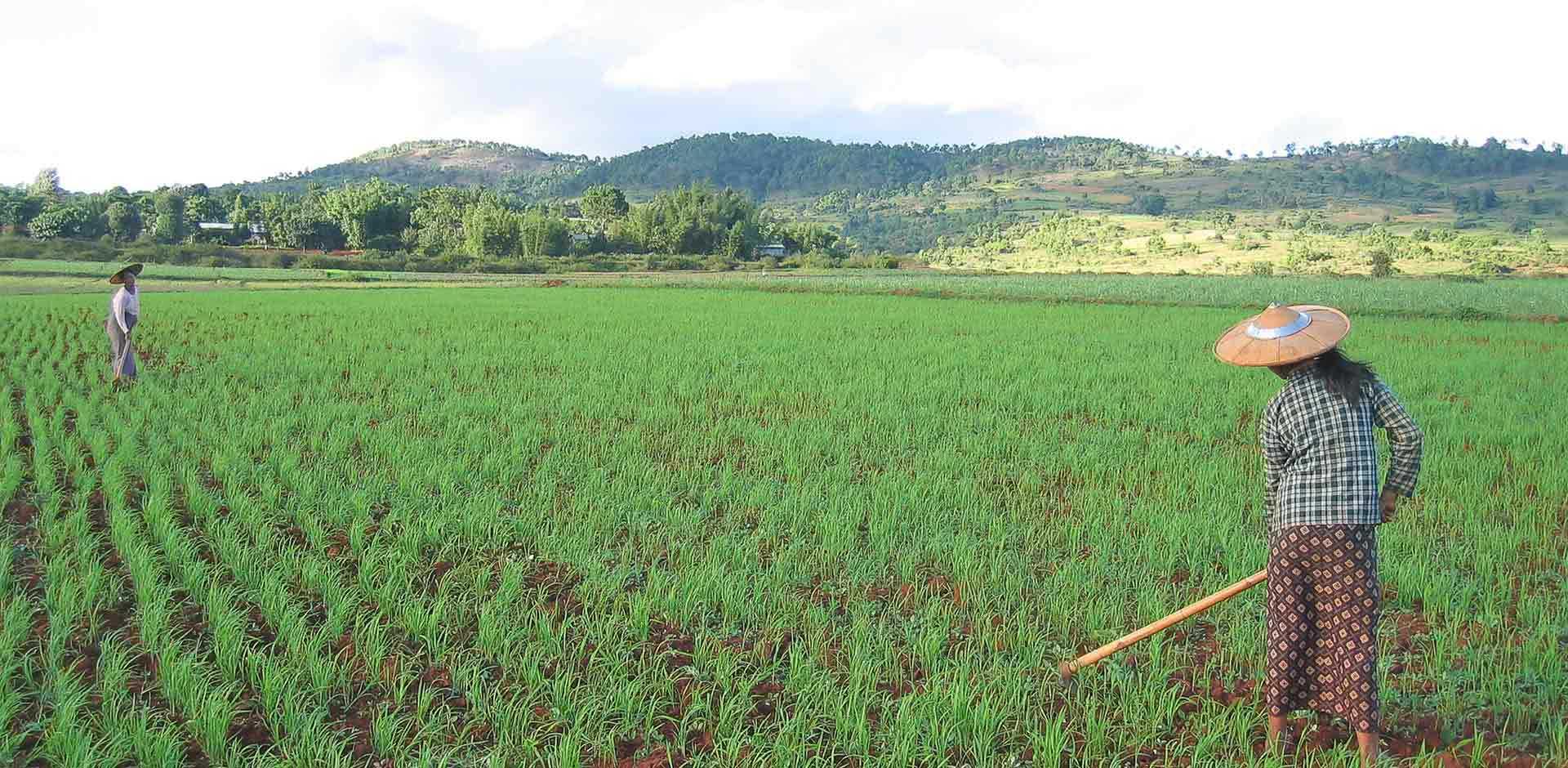 Kalaw