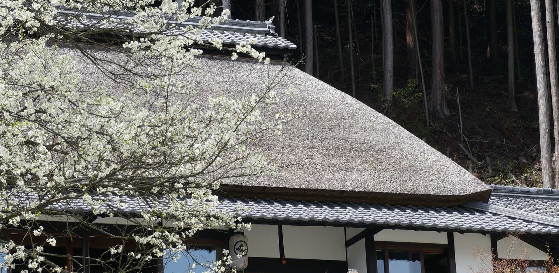 Sasayuri-Ann
