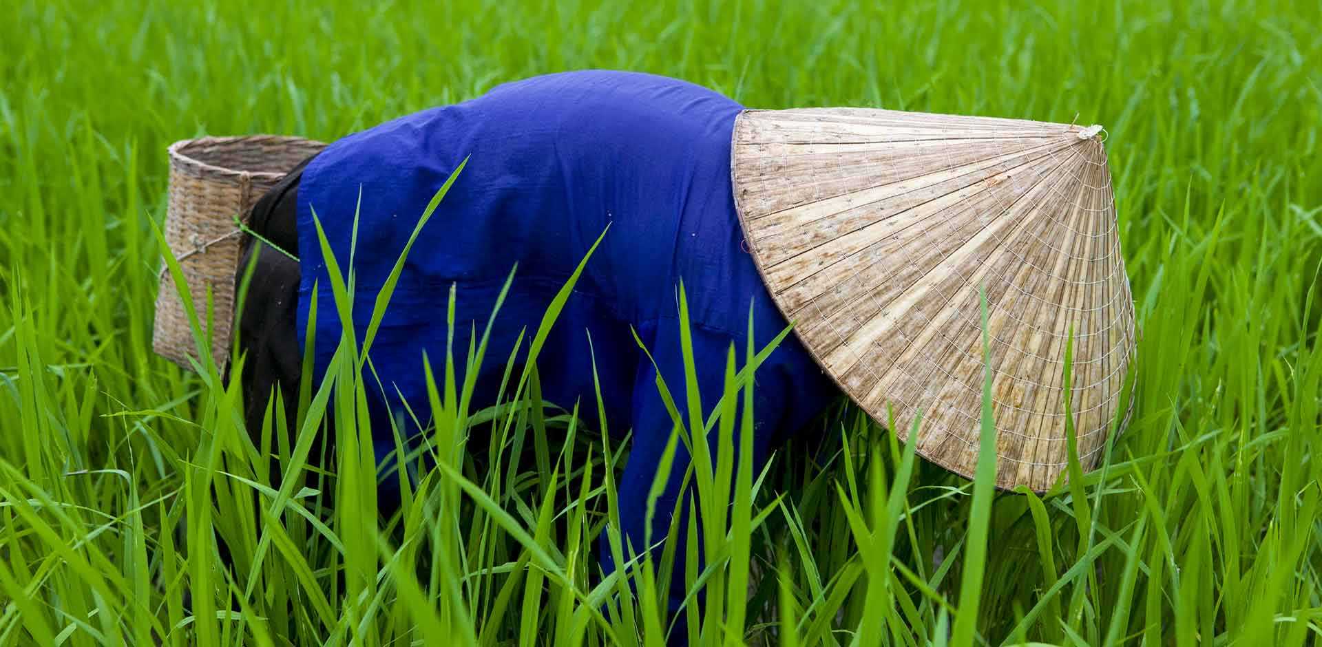 Mai Chau