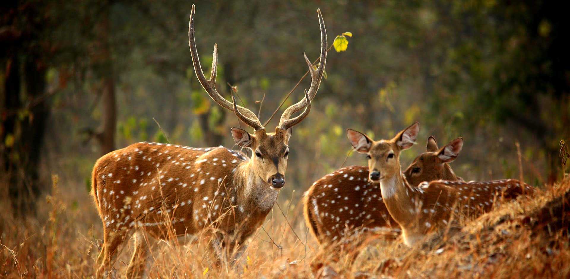 Panna National Park