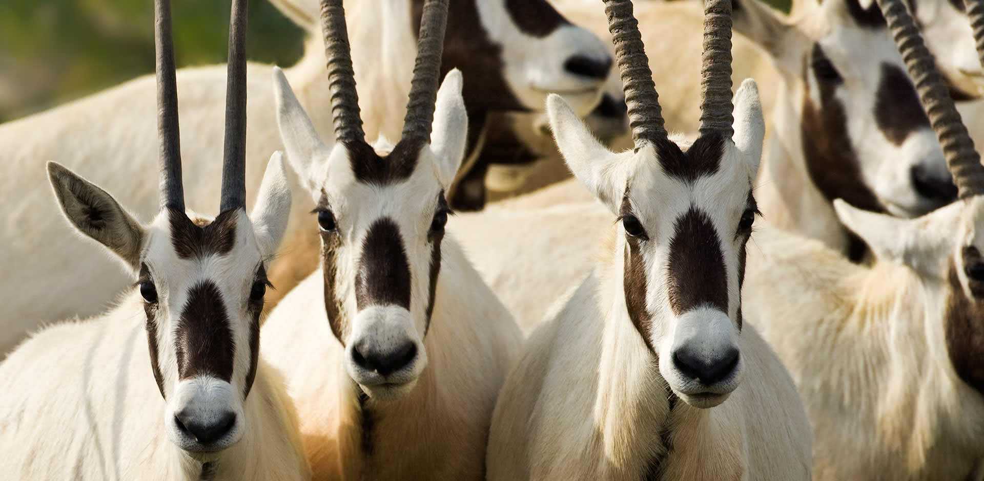 Sir Bani Yas Island