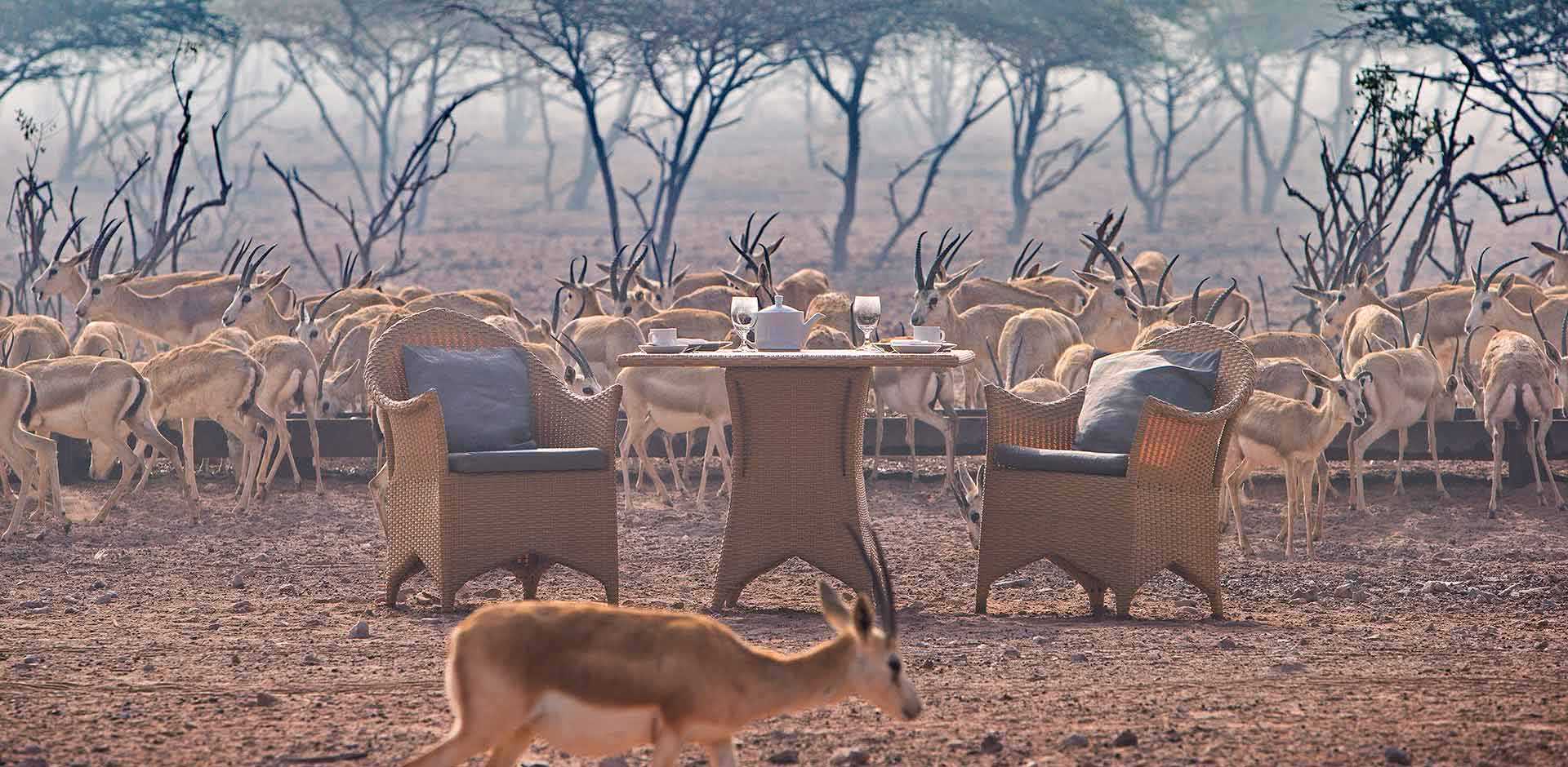 Sir Bani Yas Island