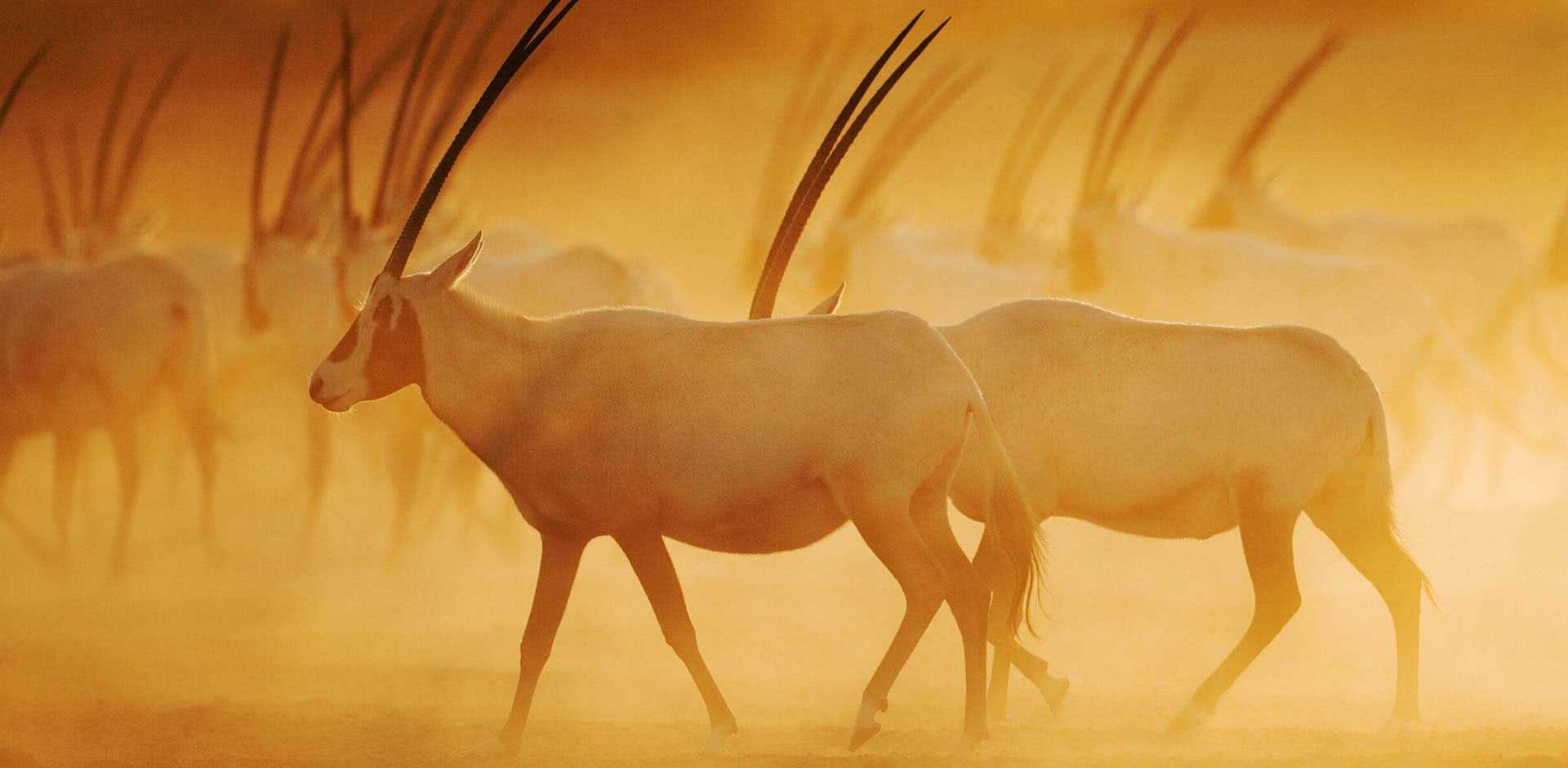 Sir Bani Yas Island