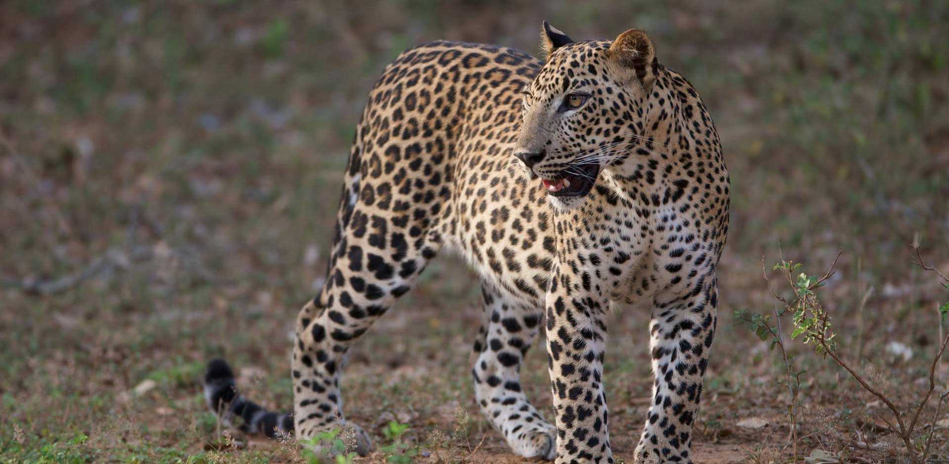 Leopard Trails