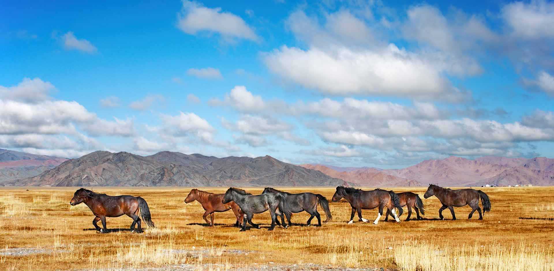 Hustai National Park