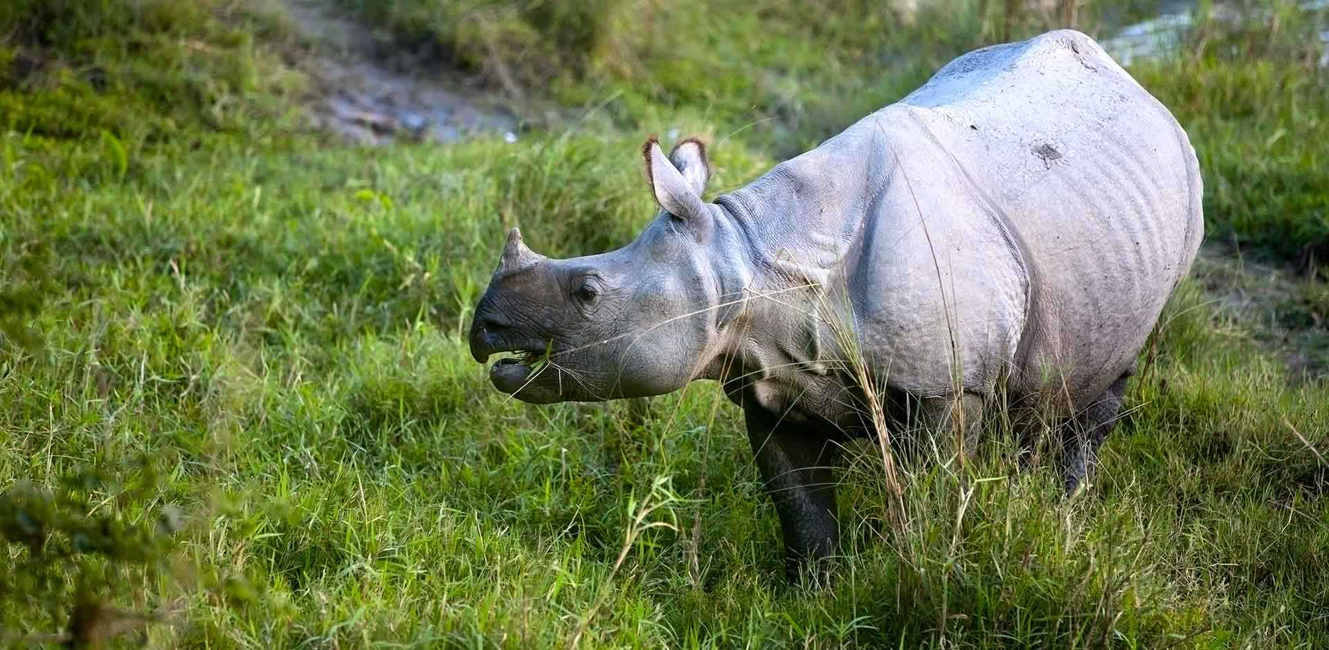 Chitwan National Park