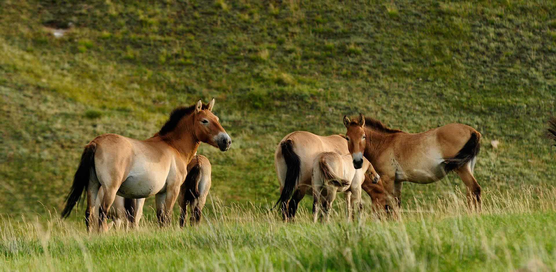 Hustai National Park