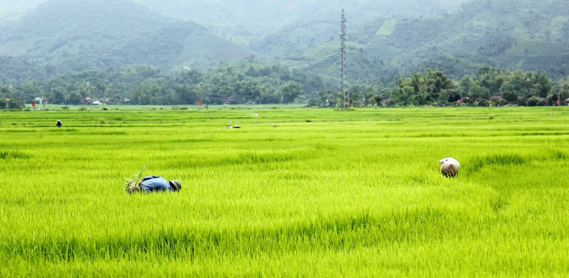 Dien Bien Phu