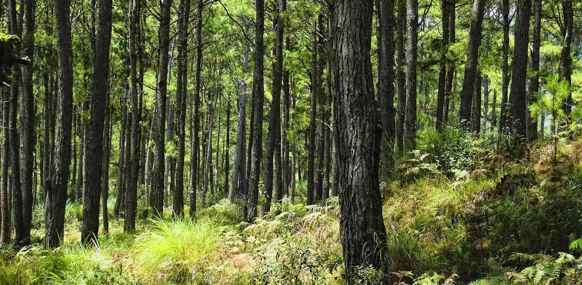 Sagada