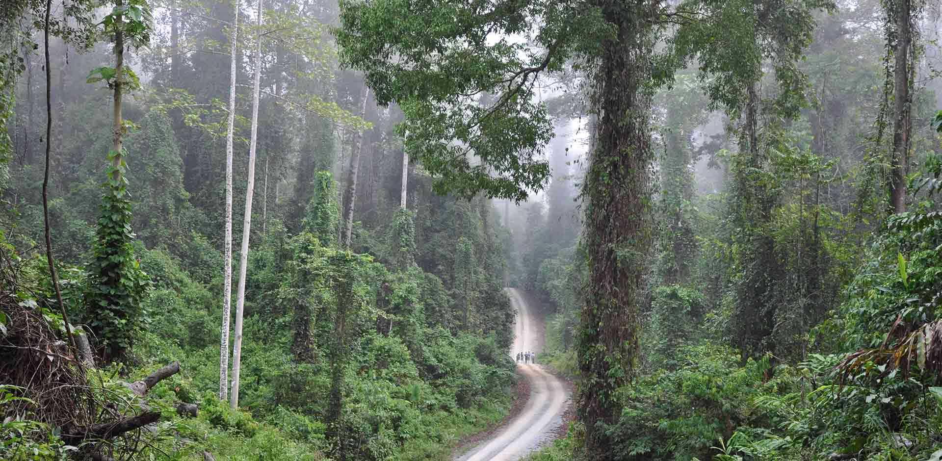 Danum Valley