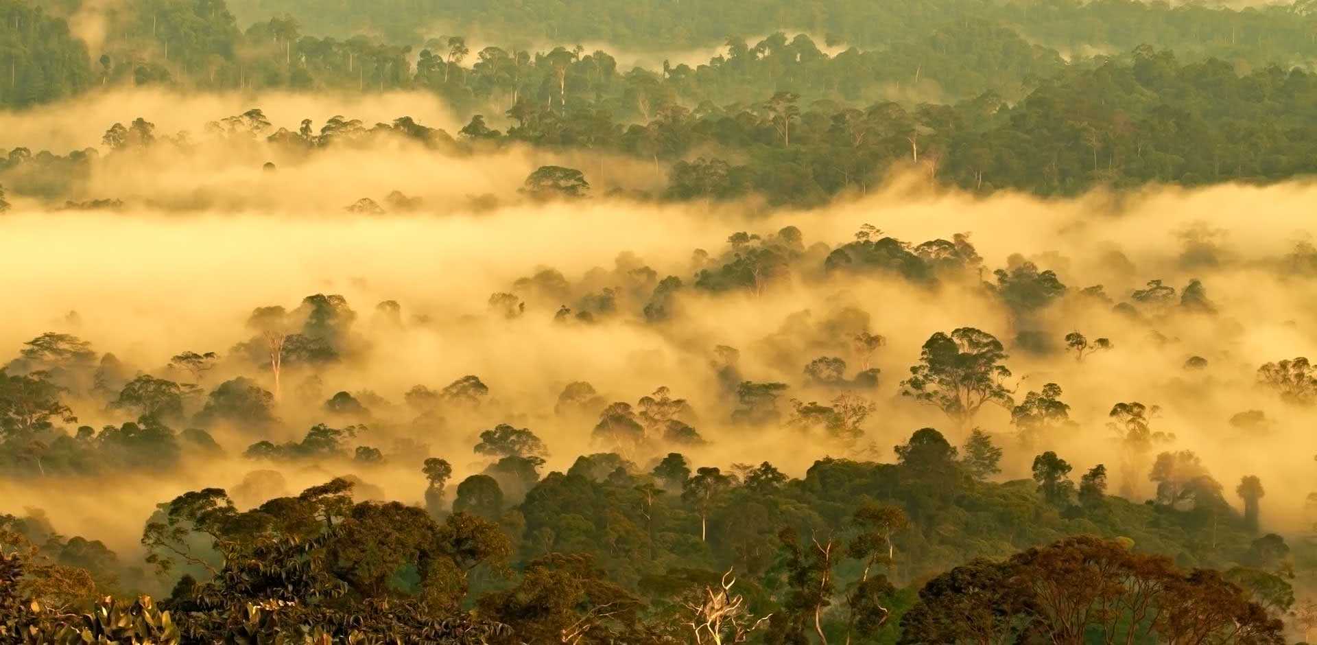 Danum Valley
