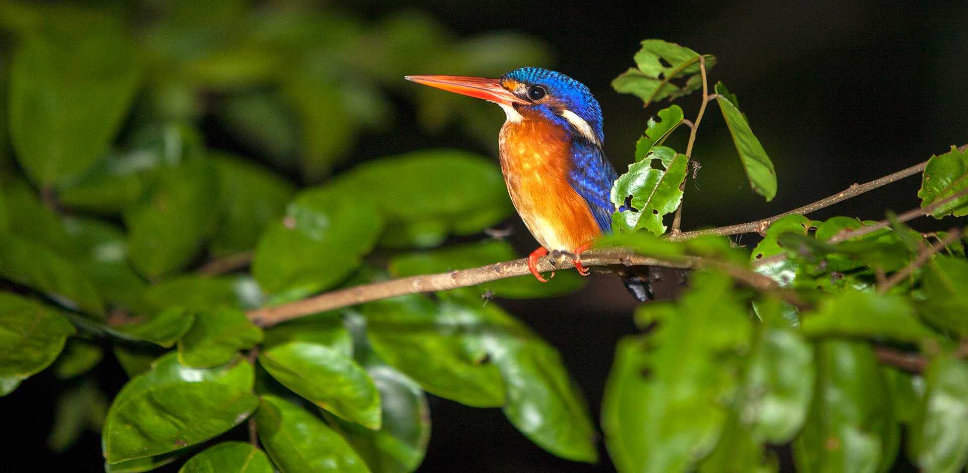 Kinabatangan River