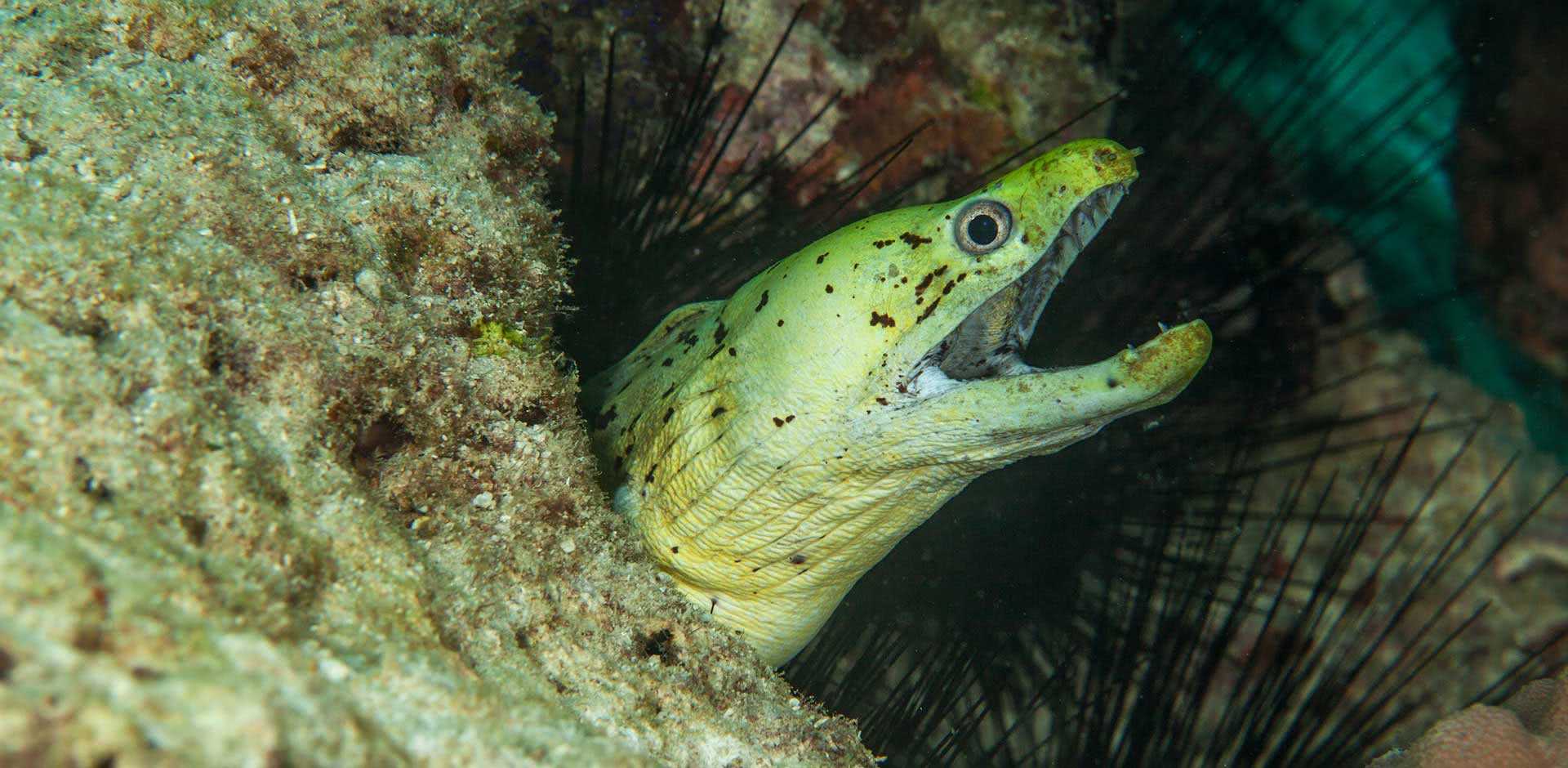 Sipadan &amp; Mabul