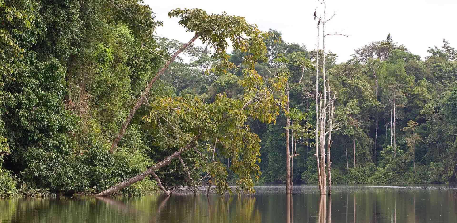 Kinabatangan River